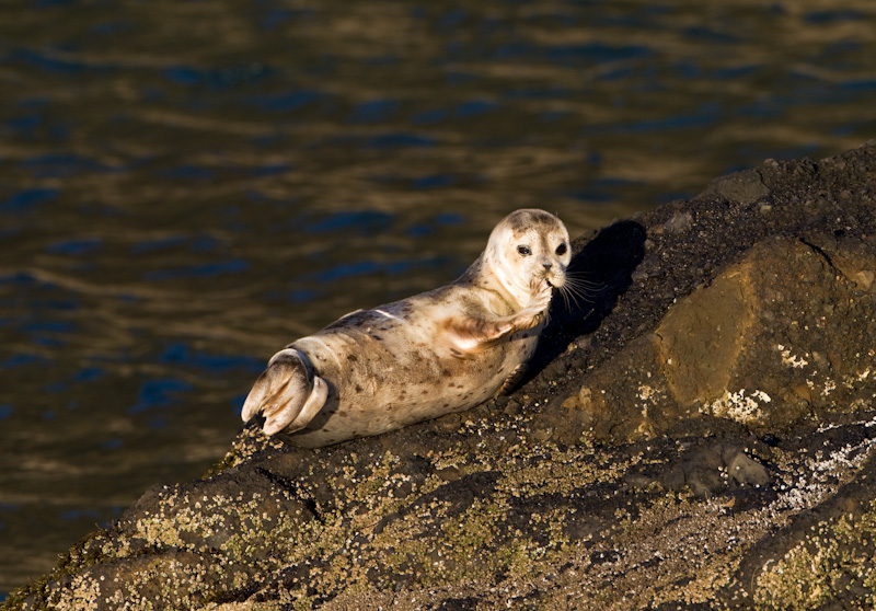 Baby Harbor Seal